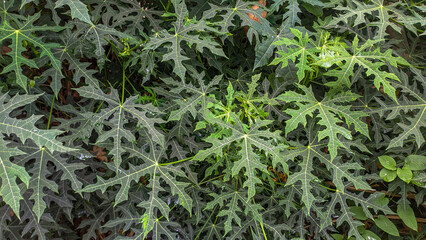 thick cassava leaves, growing abundantly in the yard