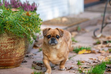 Eddie - tiny happy old dog adopted from the shelter.