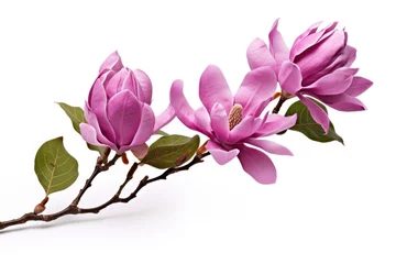 Foto op Canvas Purple pink magnolia flower isolated on white background, with clipping path © inthasone