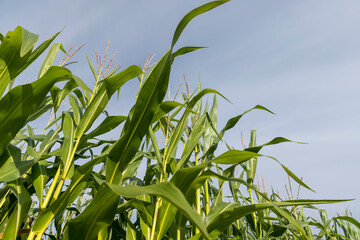 harvest corn for sale and income