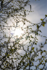young birch with new green leaves in the spring season