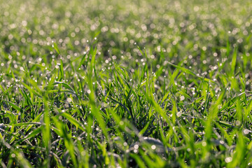 dew drops on the stems of young green wheat in autumn