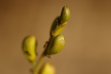Beautiful wild yellow flower | Sudan