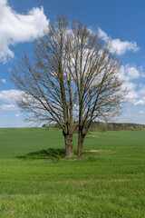 old tall maple in early spring without green foliage