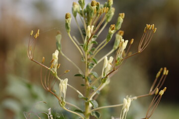 Fototapeta premium plant flower gynandropsis gynandra gynandropsis