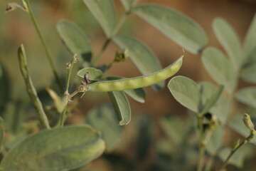 plants Purple hawaira - tephrosia purpurea