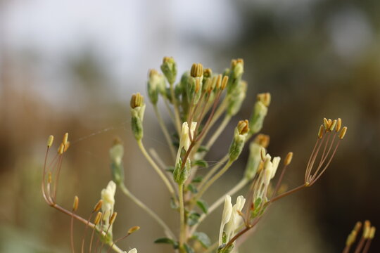 plant flower gynandropsis gynandra gynandropsis