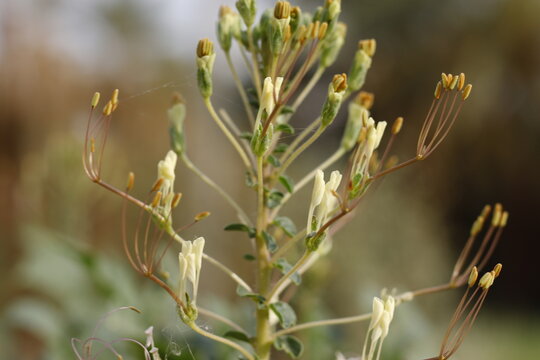 plant flower gynandropsis gynandra gynandropsis