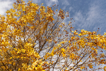 yellowing foliage on ash trees in autumn weather