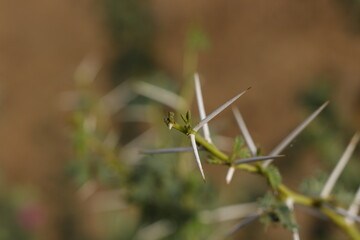 Babul tree, acacia thorn, The babul tree (Acacia arabica) is common in the Indus River valley, as are many species of fruit trees
