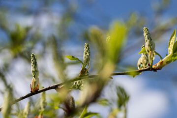 the branches of the bird cherry tree in the spring season
