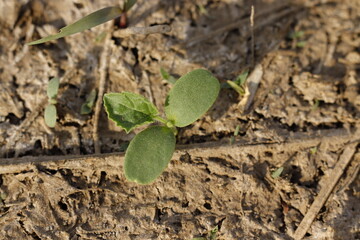 plant growing in the ground