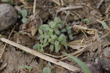 Growth of new plants - Sudan