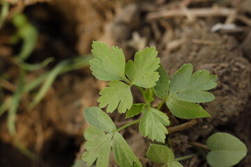 close up of a green leaf
