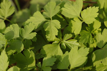 green leaves background