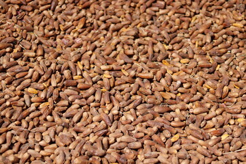 A quantity of dry dates in northern Sudan