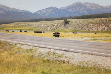 Yellowstone