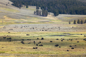Yellowstone