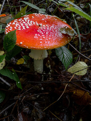 Huge fly agaric in the twilight of the autumn forest