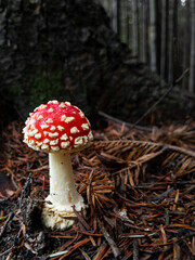 Fly agaric at the foot of an old pine tree