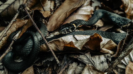 Grass snake in the Carpathian mountains