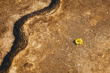 Obraz premium footprint in sand