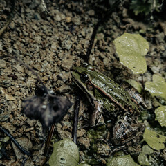 Frog camouflage on the bank of a stream