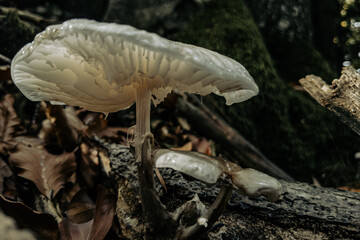 Deadly beauty - poisonous mushroom with an openwork cap - obrazy, fototapety, plakaty