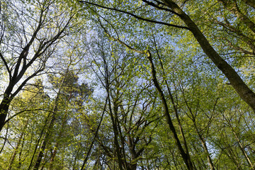 young foliage on deciduous trees in the forest in the spring season