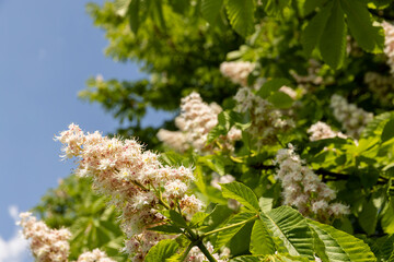 chestnut trees during spring flowering