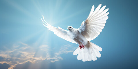 white dove on blue sky, peace concept