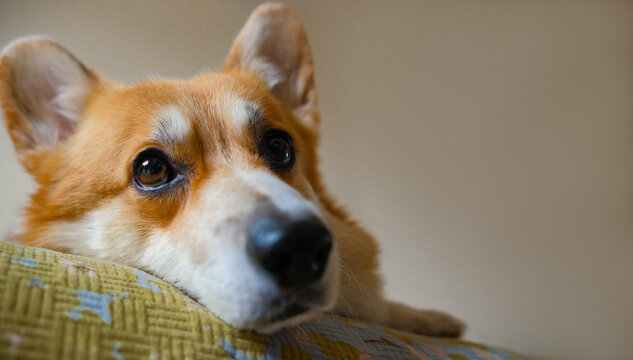  what is your dog thinking about concept. sad corgi stay on bed and look at the window