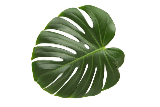 Monstera leaf, tropical evergreen plant isolated on white background