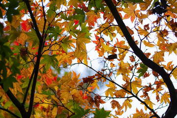 autumn leaves on a tree