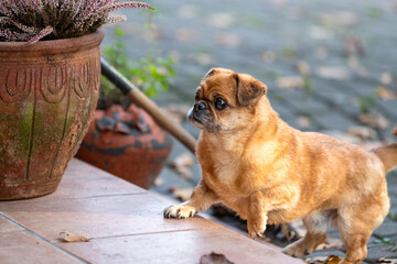 Eddie - tiny happy old dog adopted from the shelter.
