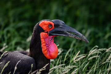 Southern Ground Hornbill (Bucorvus leadbeateri) (Bromvoël) in the Kruger National Park
