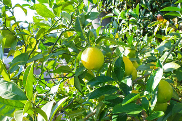庭の木に実ったレモン