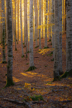 faggi - foresta del cansiglio