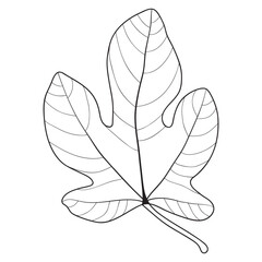 Fig leaf outline, botanical vector illustration. Coloring book page