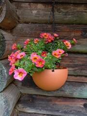 Bright nasturtium in a flowerpot against a background of logs