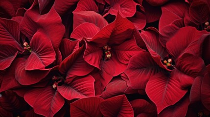 Poinsettia flowers Christmas background. Floral winter season decoration banner. Beautiful Xmas wallpaper. Merry Christmas and Happy New Year 2024 concept.. - obrazy, fototapety, plakaty