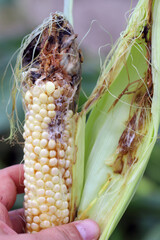 Corn smut. Ustilago maydis disease. Corn cob infected with corn smut, corn illness reduce yield in...