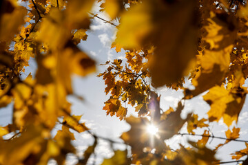 yellowing foliage on maples in autumn weather