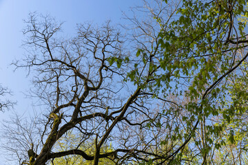 deciduous trees in a mixed forest in the spring season