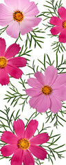 Bright pink Cosmos bipinnatus flowers with leaves on transparent background with possibility to change background color. Wallpaper for cell phone or bookmarks.