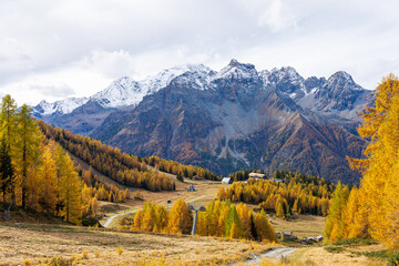 Foliage all'Alpe Palù, Valmalenco, in autunno