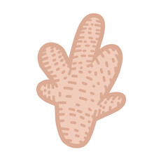 Ginger Vector Illustration 