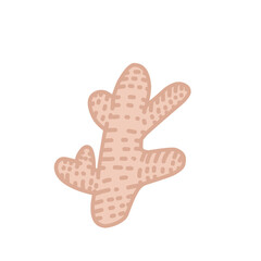 Ginger Vector Illustration 