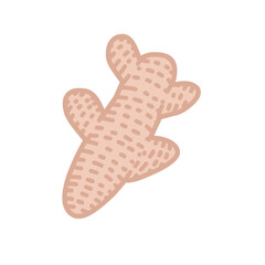 Ginger Vector Illustration 