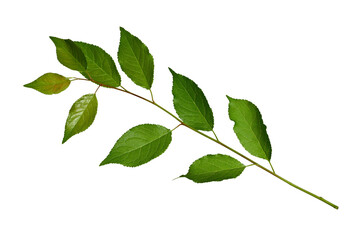 Fresh branch with green leaves isolated on white background. Element for creating design, card, pattern, floral arrangement, frame, wedding card and invitation.